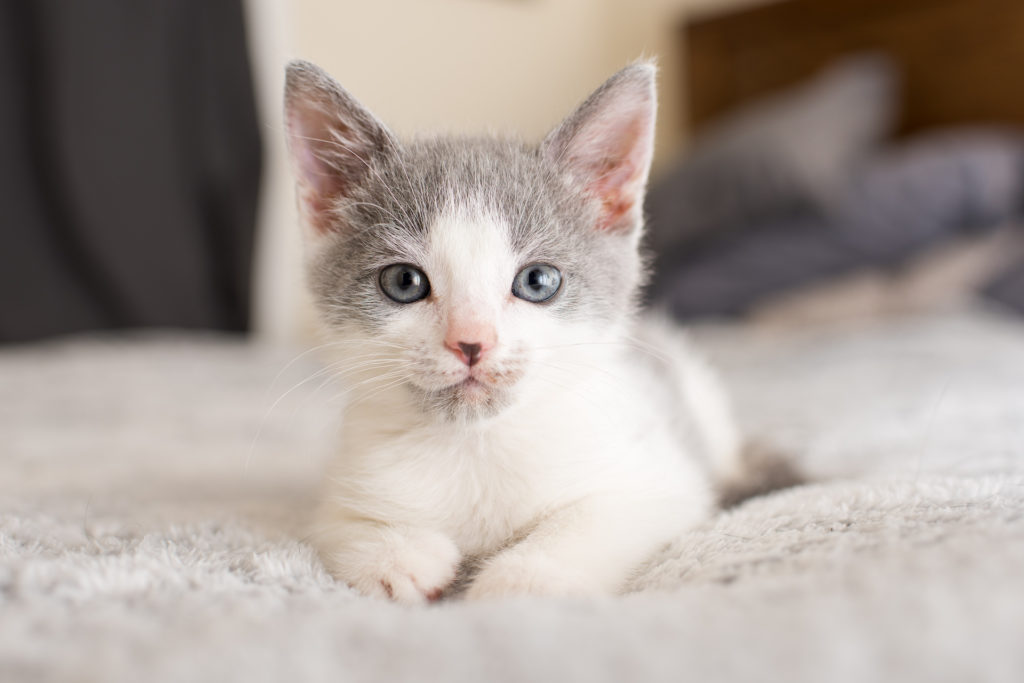 Kitten Nursery - Orphan Kitten Club