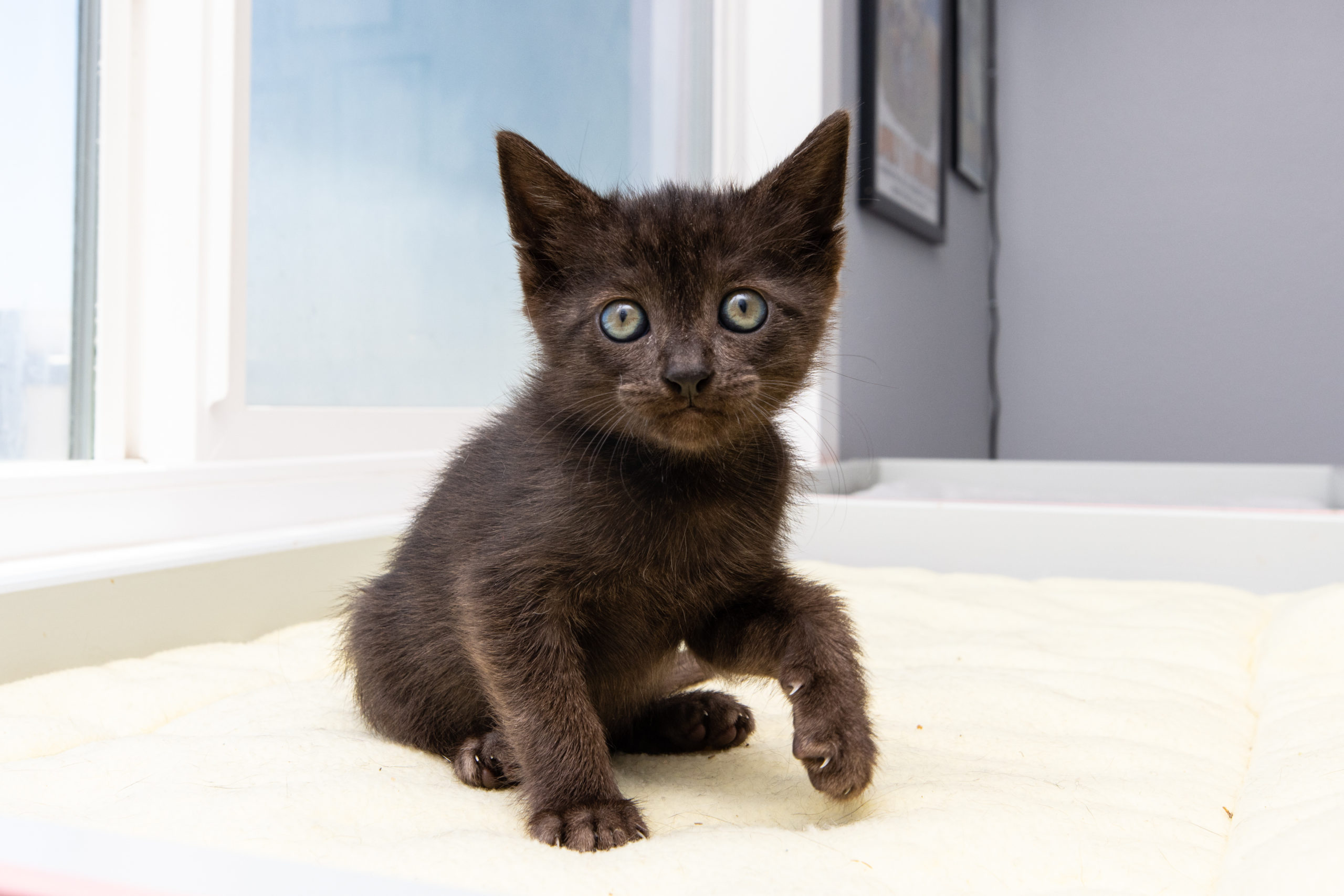 Mightycat FAQS - Orphan Kitten Club