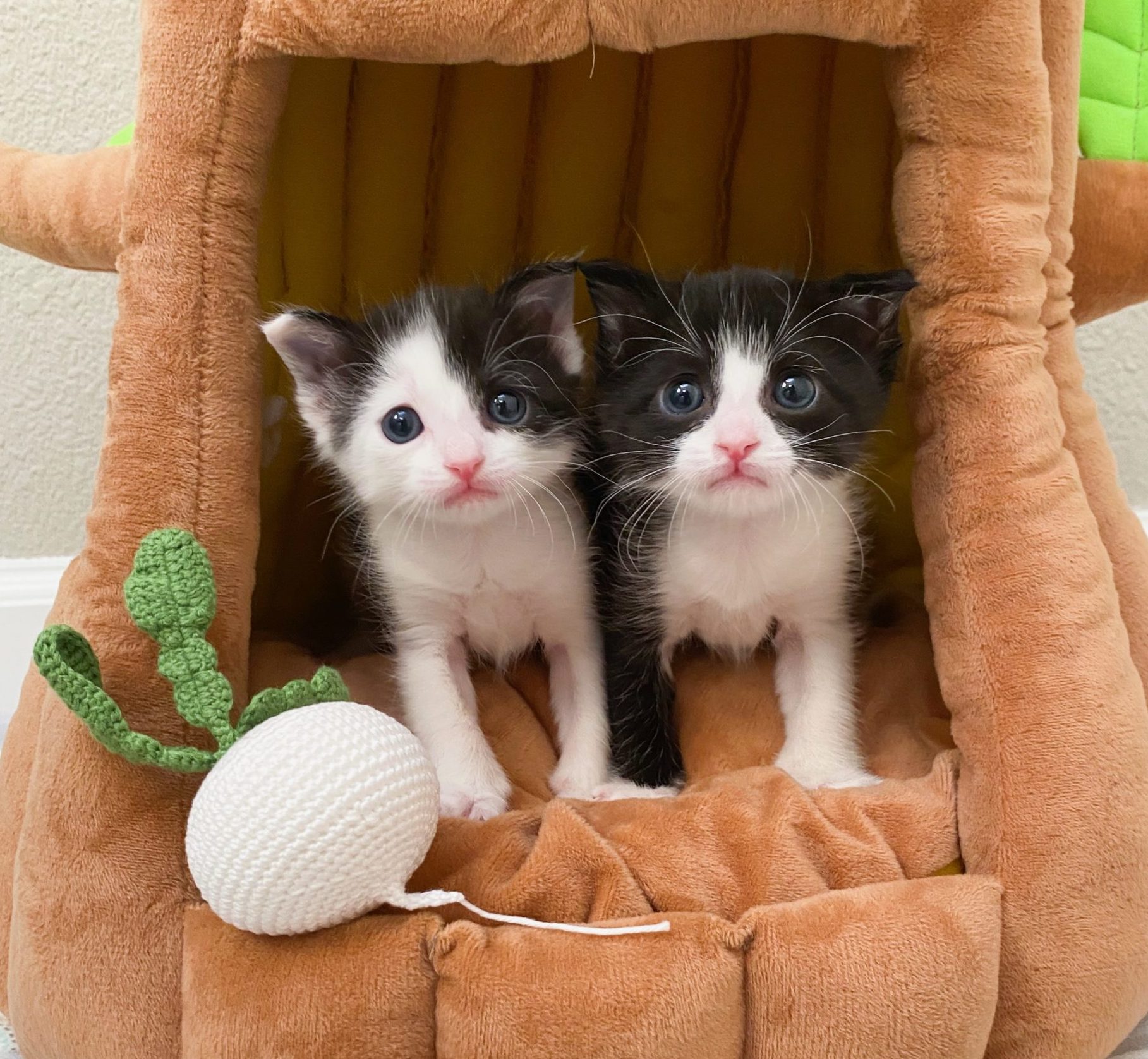 Southern California Rescues Orphan Kitten Club