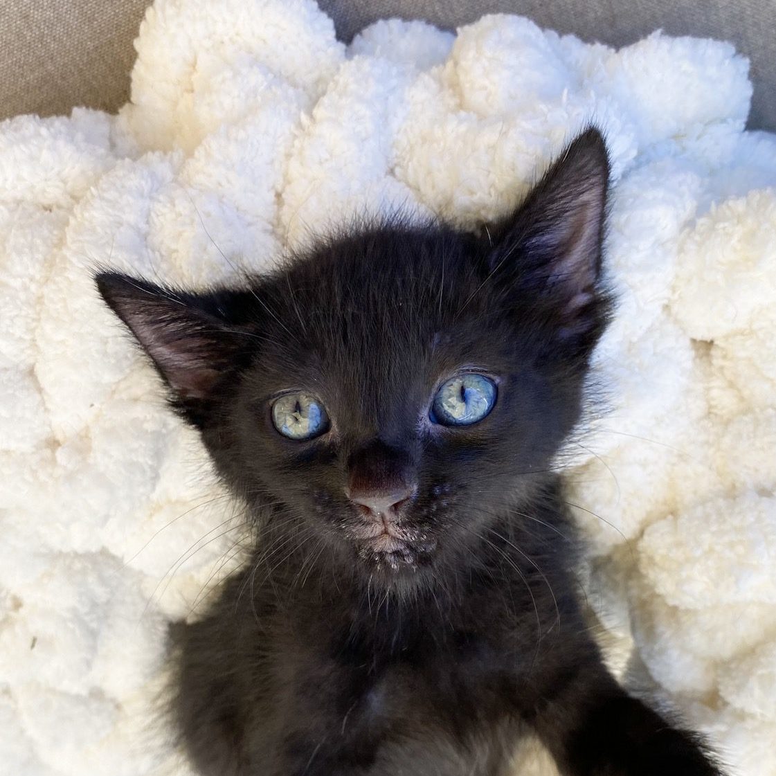 Chenille Chenille