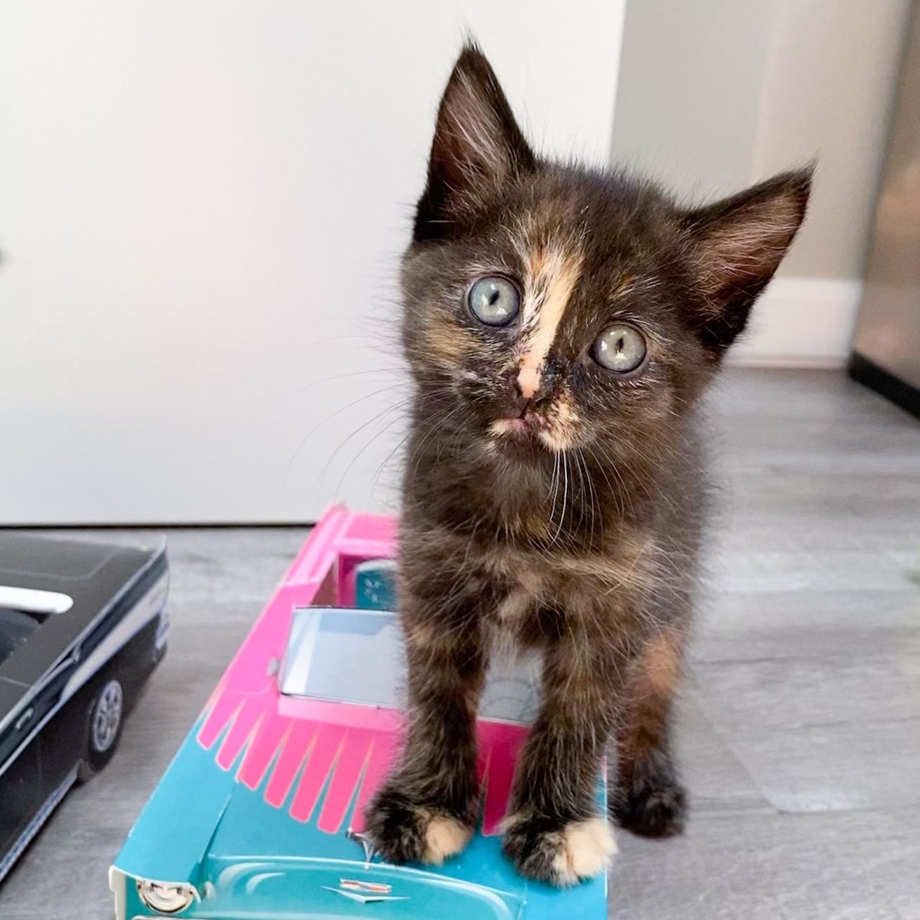 Adoptable Kittens - Orphan Kitten Club