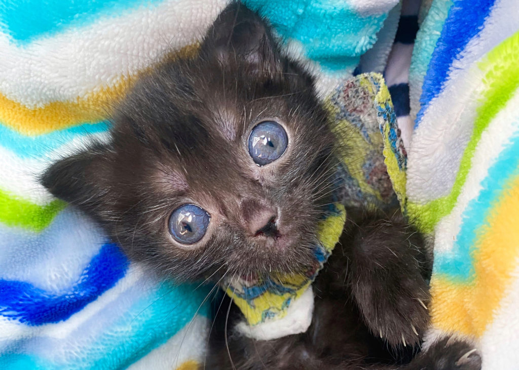 Kitten Nursery - Orphan Kitten Club