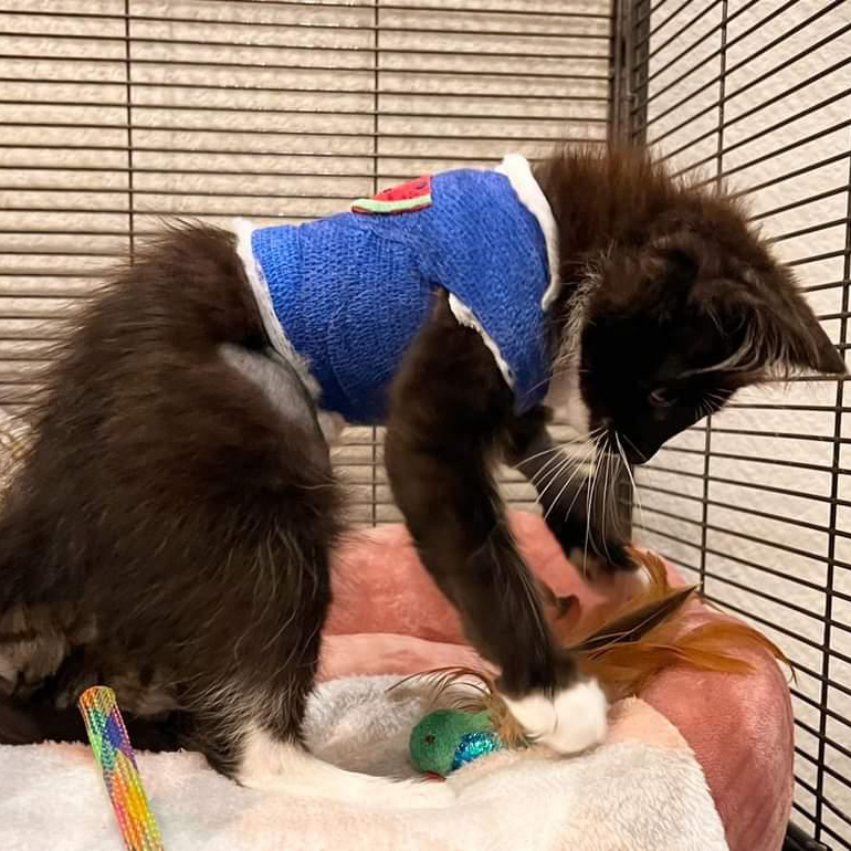 Stray cat recovering from paw surgery will soon be ready for adoption