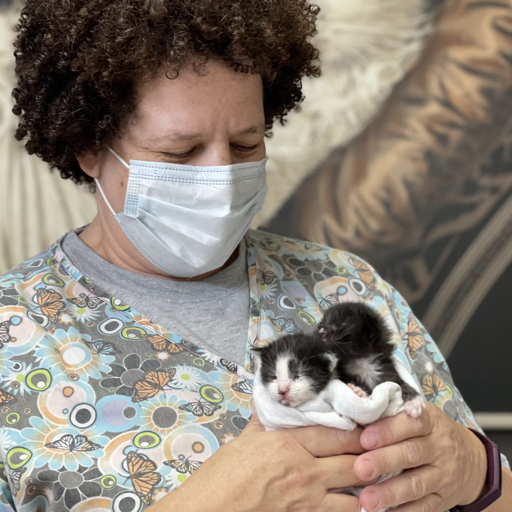 Mightycat Innovation Grants Orphan Kitten Club
