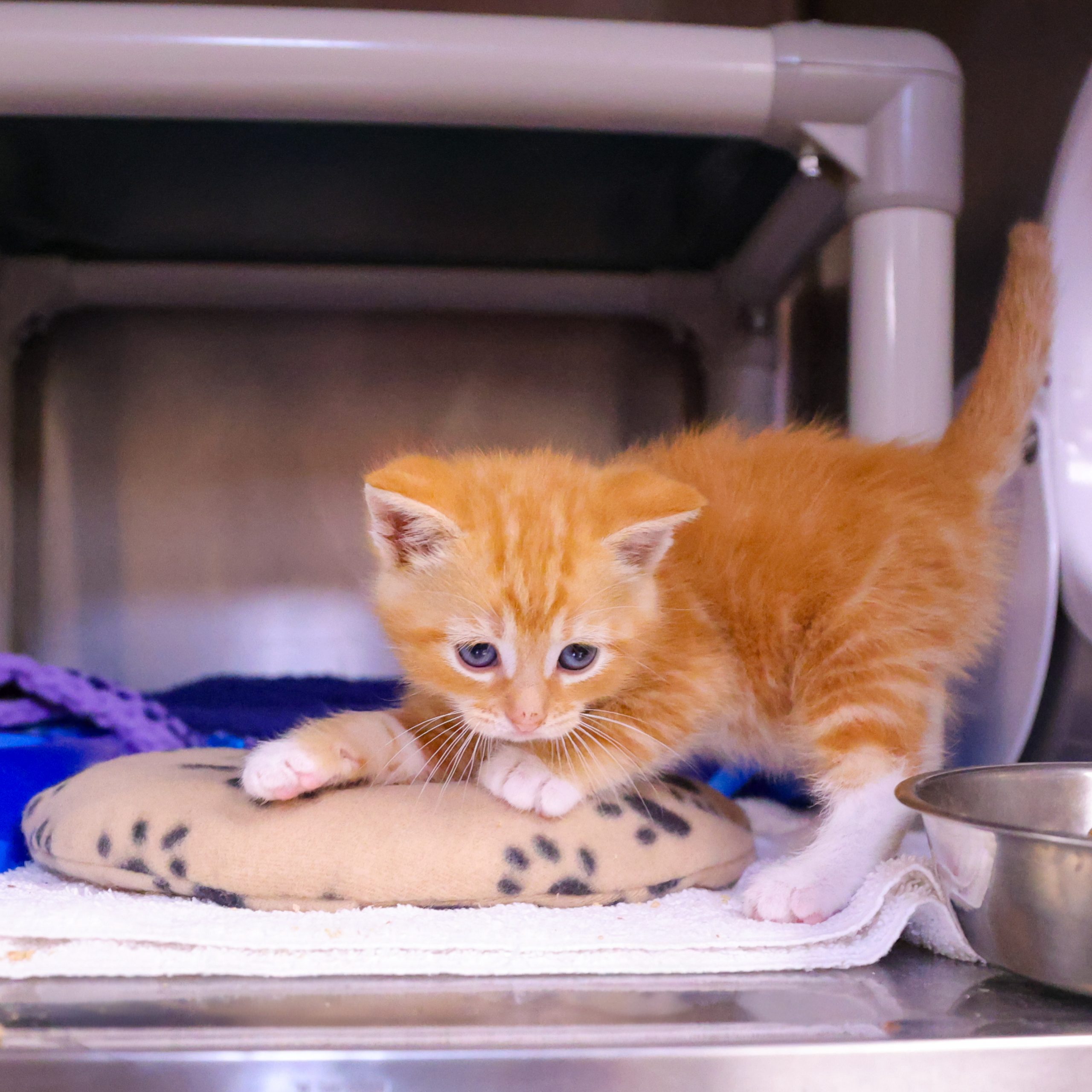 Kitten Foster Program Improvements - Orphan Kitten Club
