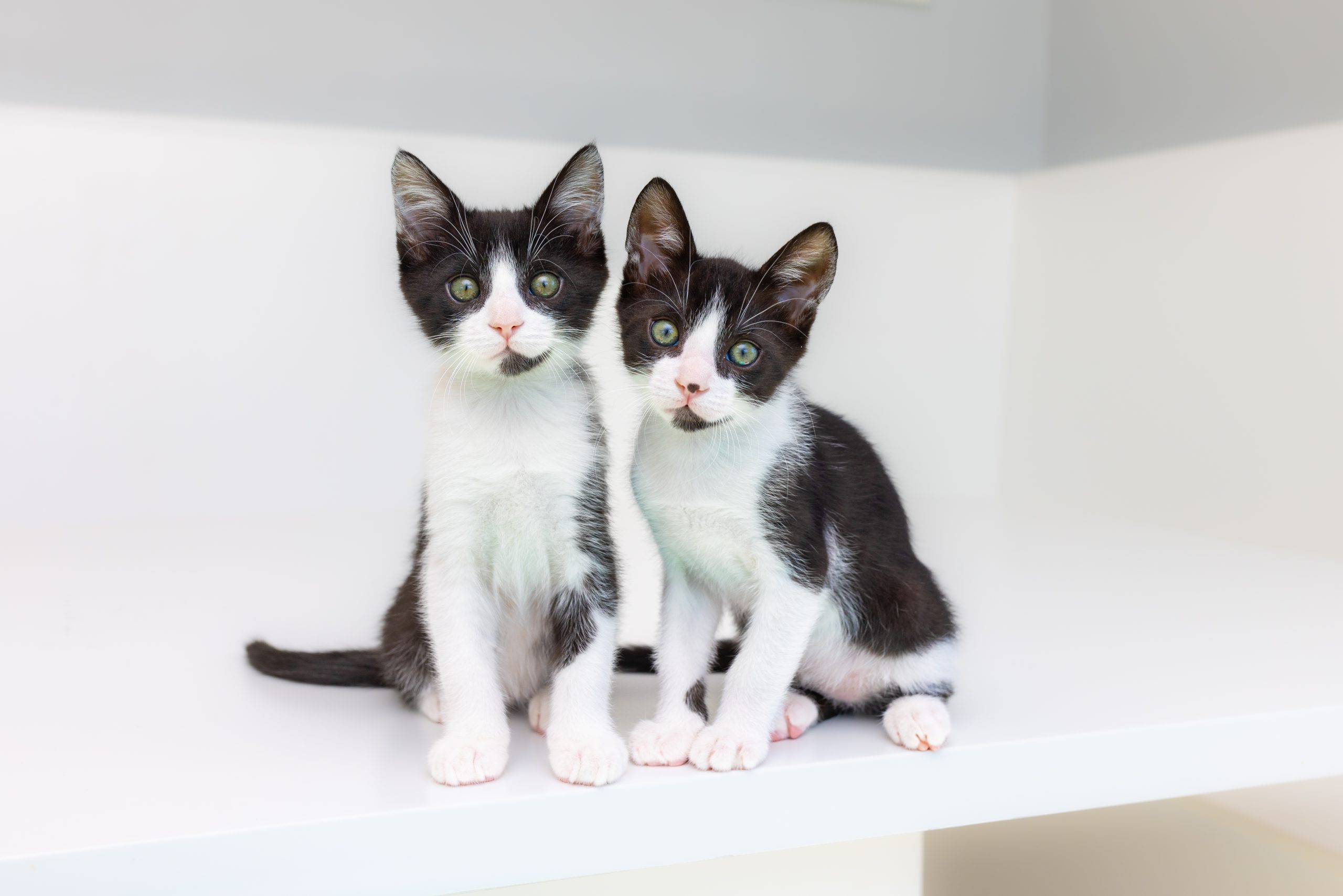 Black and white kittens looking directly at camera