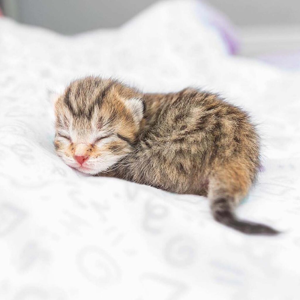Small brindle kitten sleeping