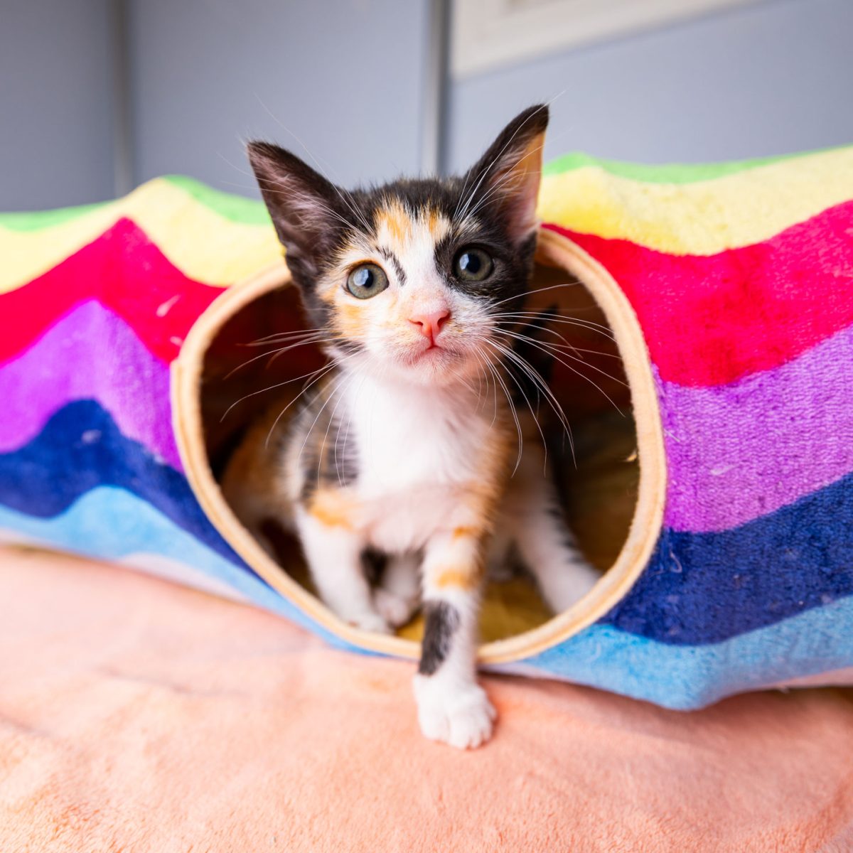 Orange white and black kitten playing