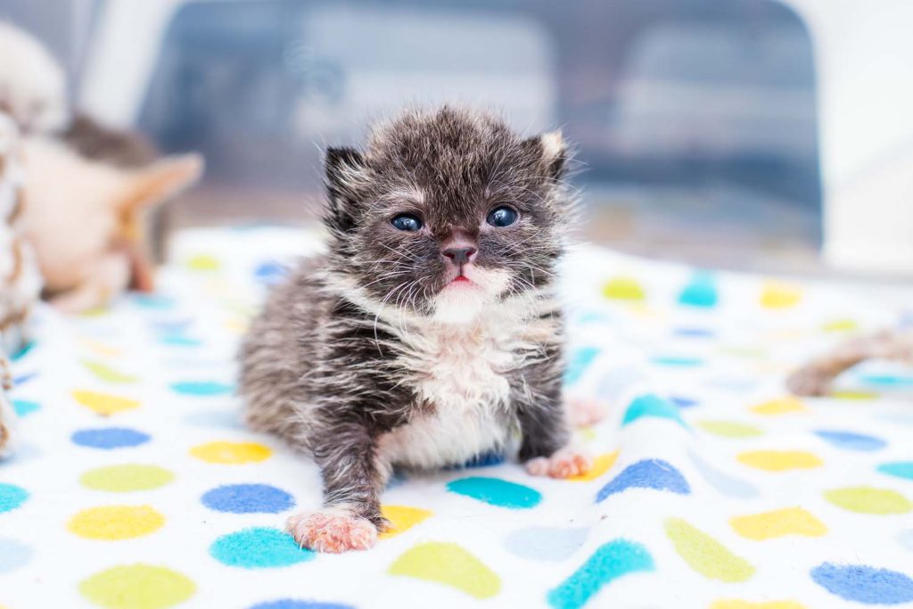 Fluffy black and white kitten