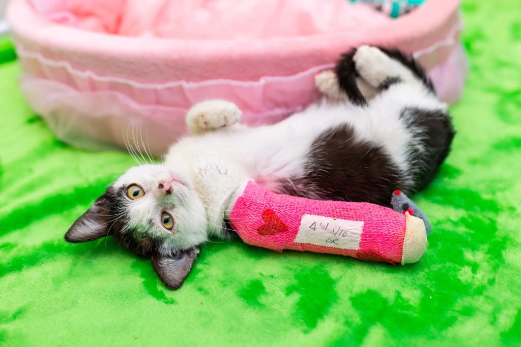 Black and white kitten with a pink cast on leg