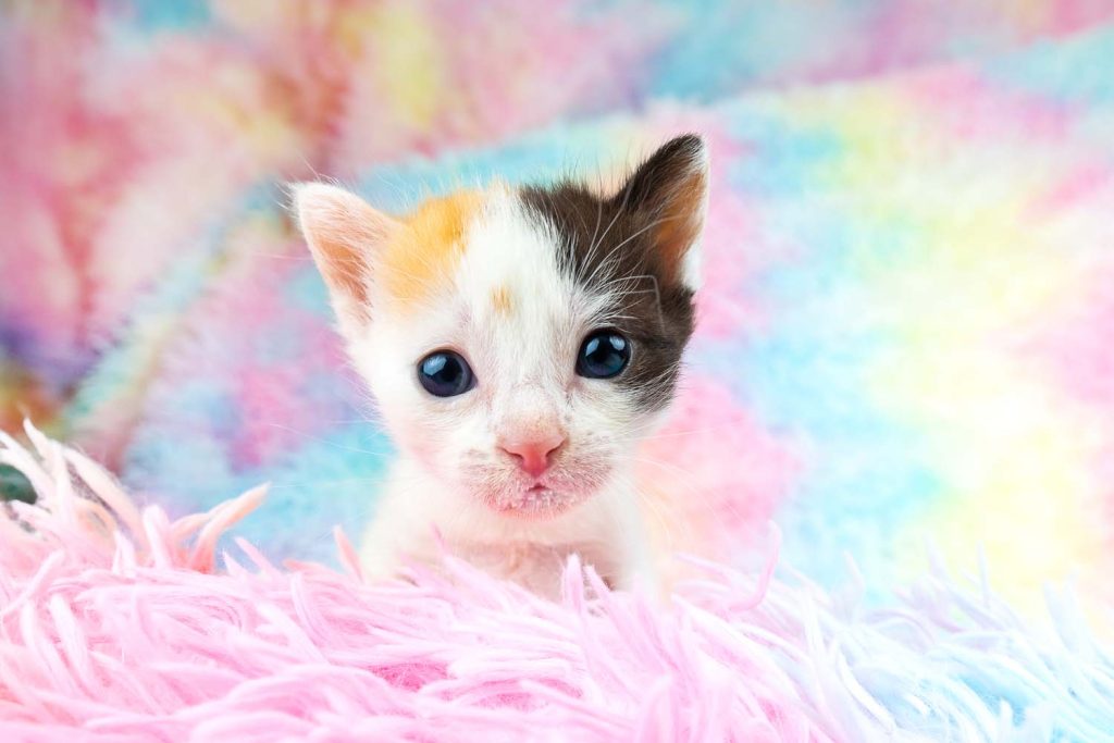 Kitten on a pink blanket