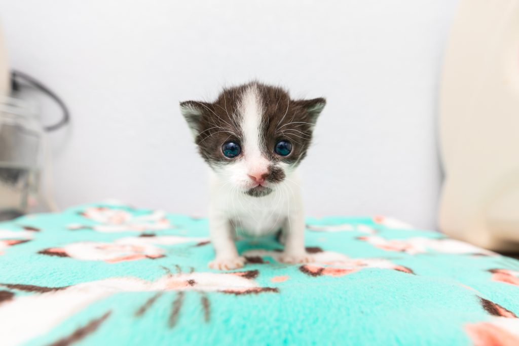 Small kitten looking directly at the camera