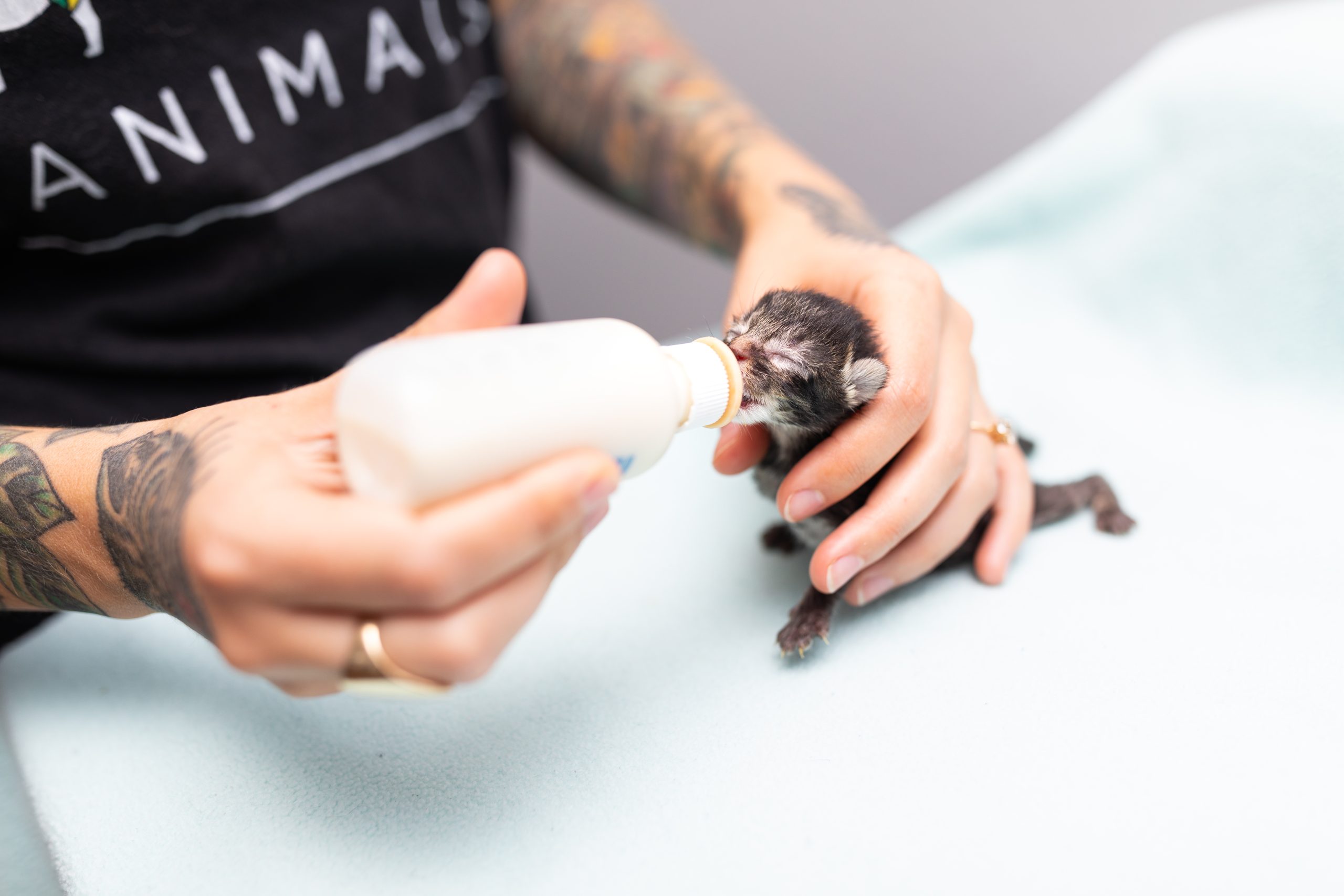 Kitten being bottle fed