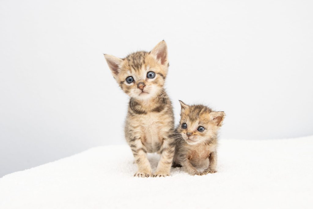 Two kittens sitting next to each other