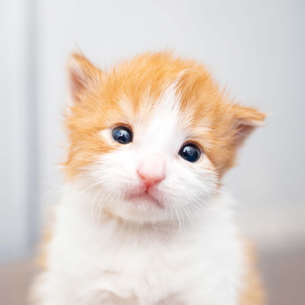 Orange and white kitten