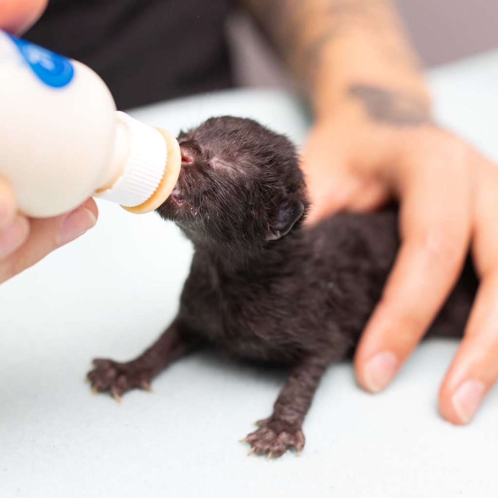Kitten being bottle fed