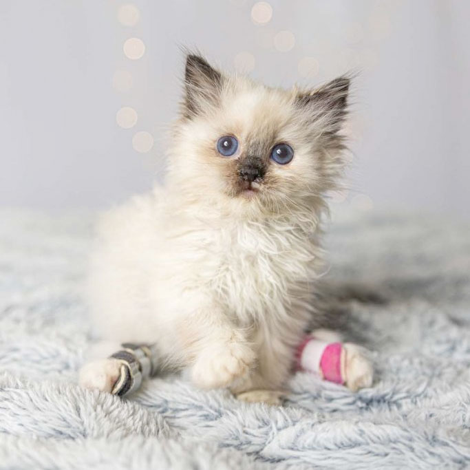 A fluffy kitten with casts on legs