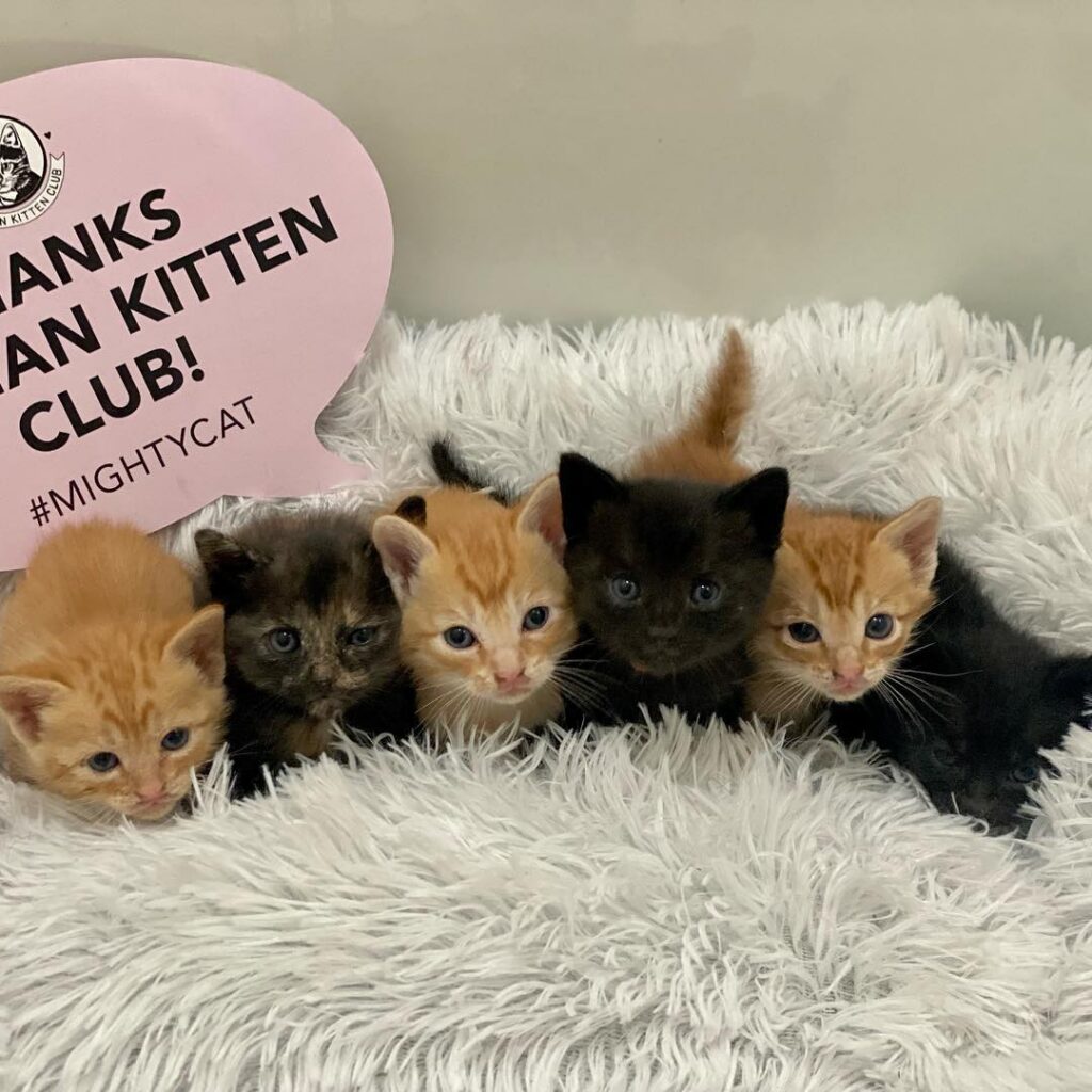 Poopsie Daisies - Orphan Kitten Club