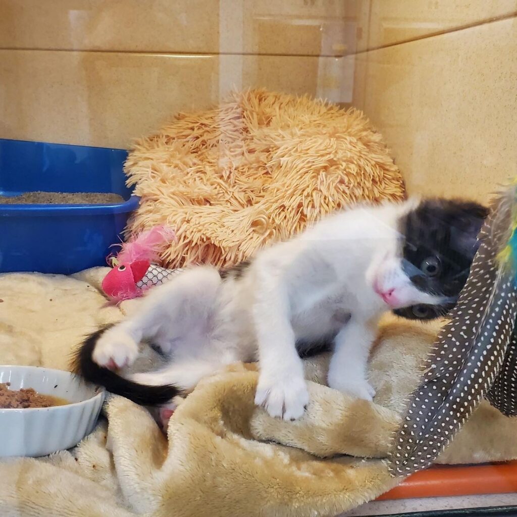 Party Poopers Program - Orphan Kitten Club
